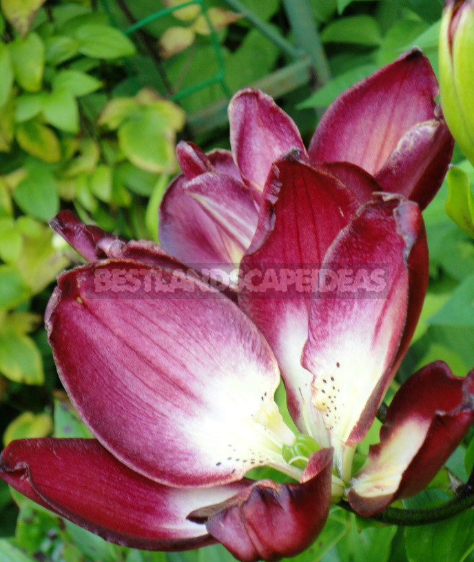 Classification of Lilies. Features of Hybrids. (Part 1)