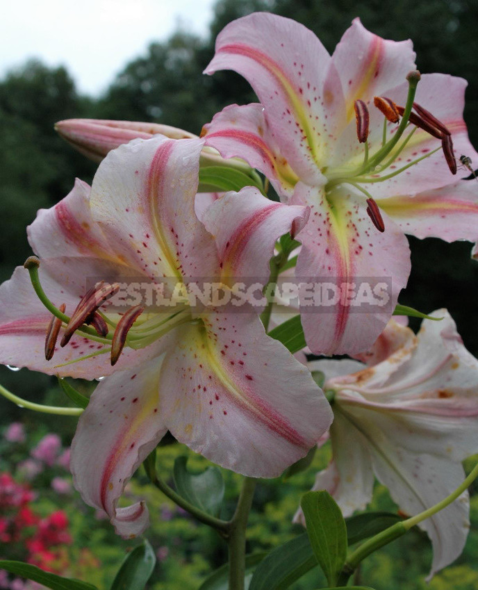 Classification of Lilies. Features of Hybrids. (Part 1)