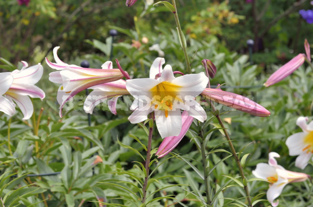 Classification of Lilies. Features of Hybrids. (Part 1)