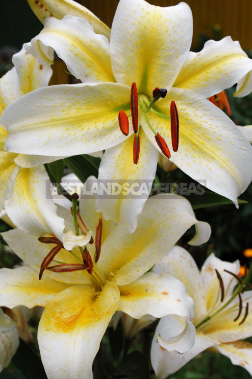 Classification of Lilies. Features of Hybrids. (Part 1)