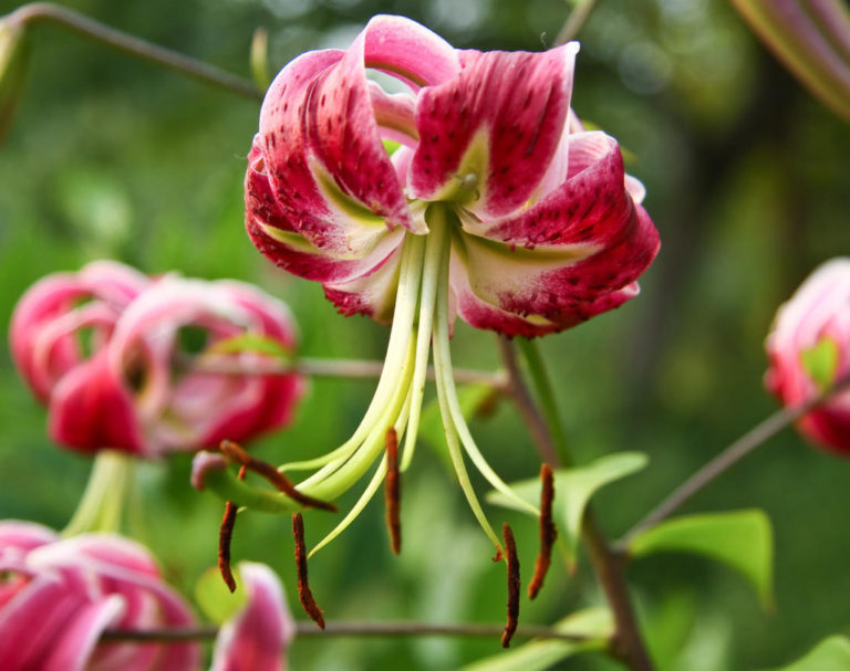 Classification of Lilies. Features of Hybrids. (Part 1) - Best ...