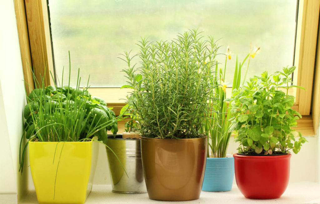 Create a Charming Composition of Potted Herbs: Fragrant 5 Contenders