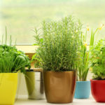 Create a Charming Composition of Potted Herbs: Fragrant 5 Contenders