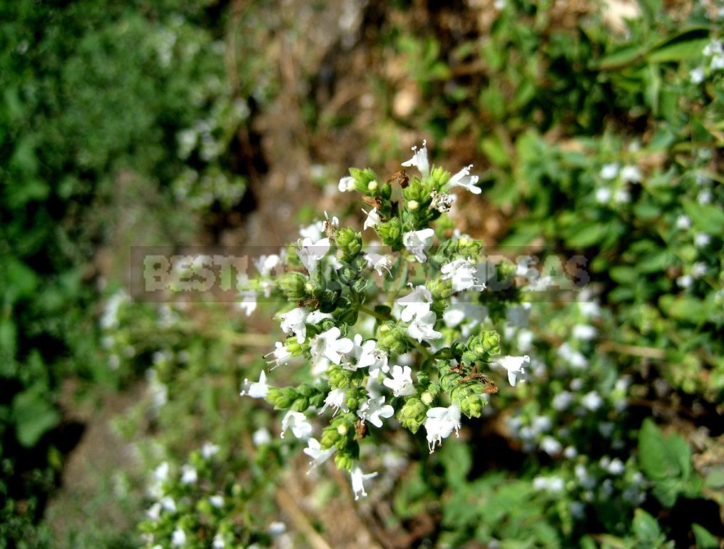 Create a Charming Composition of Potted Herbs: Fragrant 5 Contenders