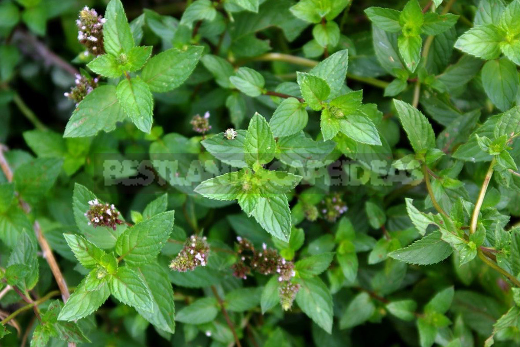 Create a Charming Composition of Potted Herbs: Fragrant 5 Contenders