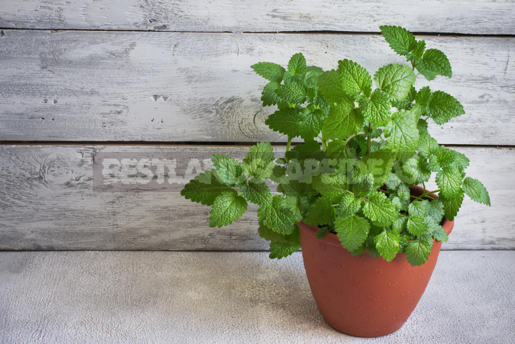 Create a Charming Composition of Potted Herbs: Fragrant 5 Contenders