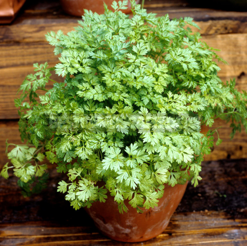 Create a Charming Composition of Potted Herbs: Fragrant 5 Contenders