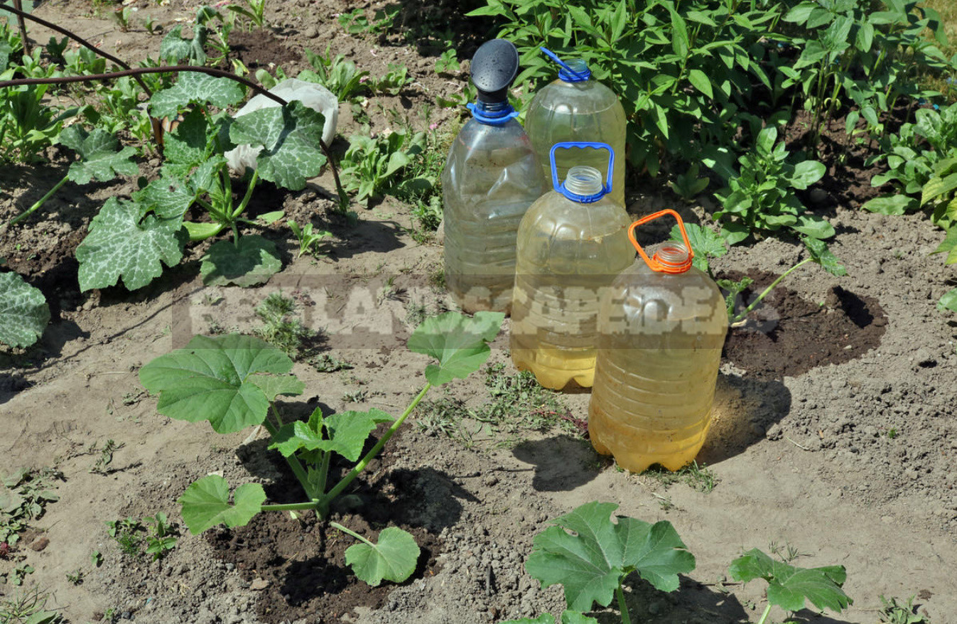 Does Watering With Warm Water Really Help to Increase the Yield