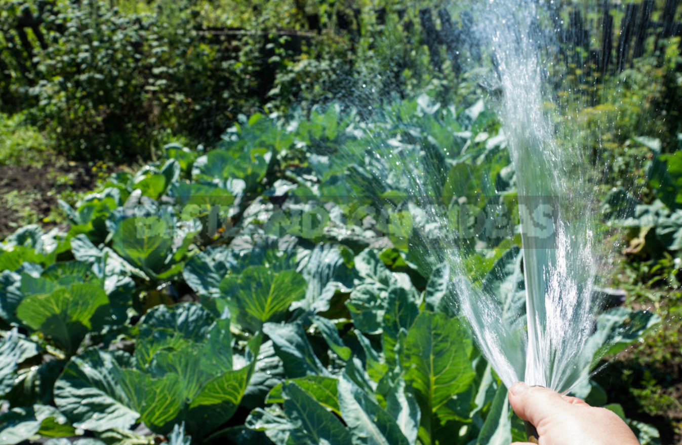 Does Watering With Warm Water Really Help to Increase the Yield