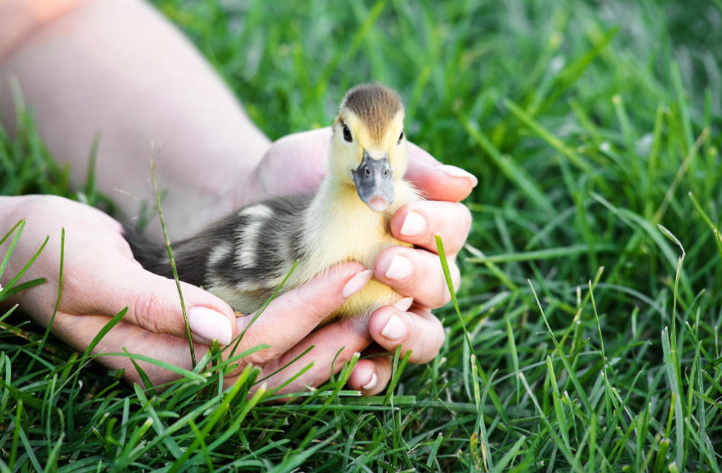 Feeding the Ducks From the First Days, Tips for Caring