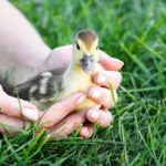 Feeding the Ducks From the First Days, Tips for Caring