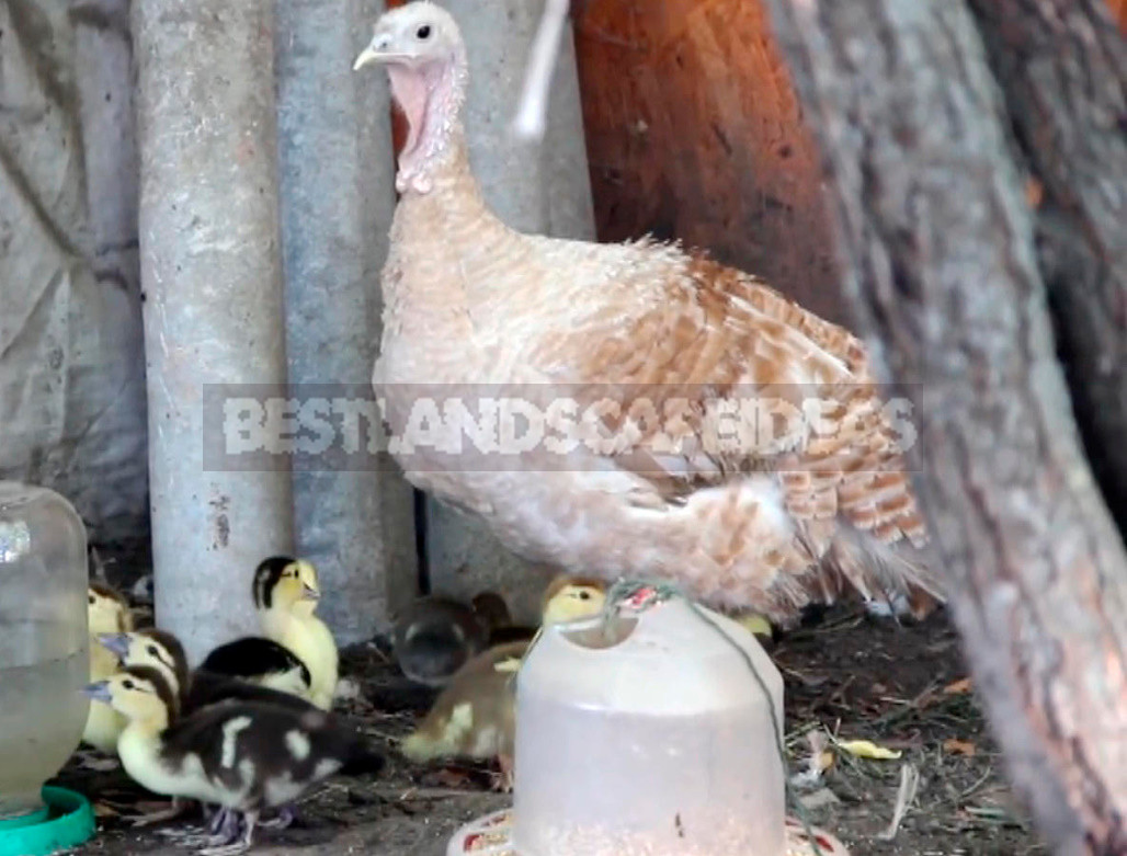 Feeding the Ducks From the First Days, Tips for Caring