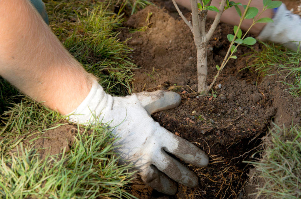 Five Main Rules of Autumn Planting Trees And Shrubs