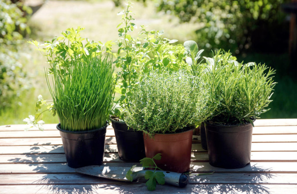 Fragrant, Spicy, Fresh: Equip the Kitchen Garden on the Windowsill