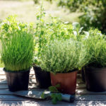 Fragrant, Spicy, Fresh: Equip the Kitchen Garden on the Windowsill