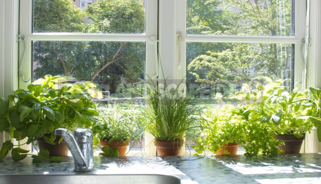 Fragrant, Spicy, Fresh: Equip the Kitchen Garden on the Windowsill