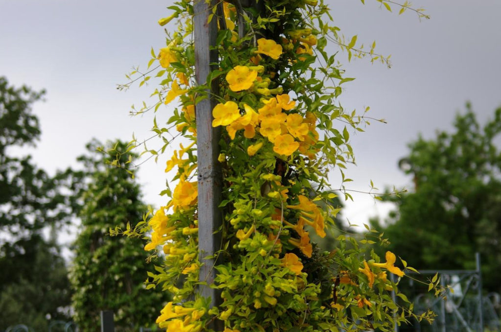 How to Create Spectacular Verticals in the Garden: 4 Exotic Vines for a Fence or Gazebo