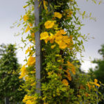 How to Create Spectacular Verticals in the Garden: 4 Exotic Vines for a Fence or Gazebo