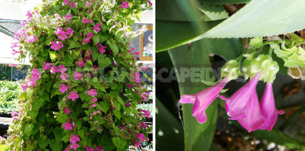 How to Create Spectacular Verticals in the Garden: 4 Exotic Vines for a Fence or Gazebo