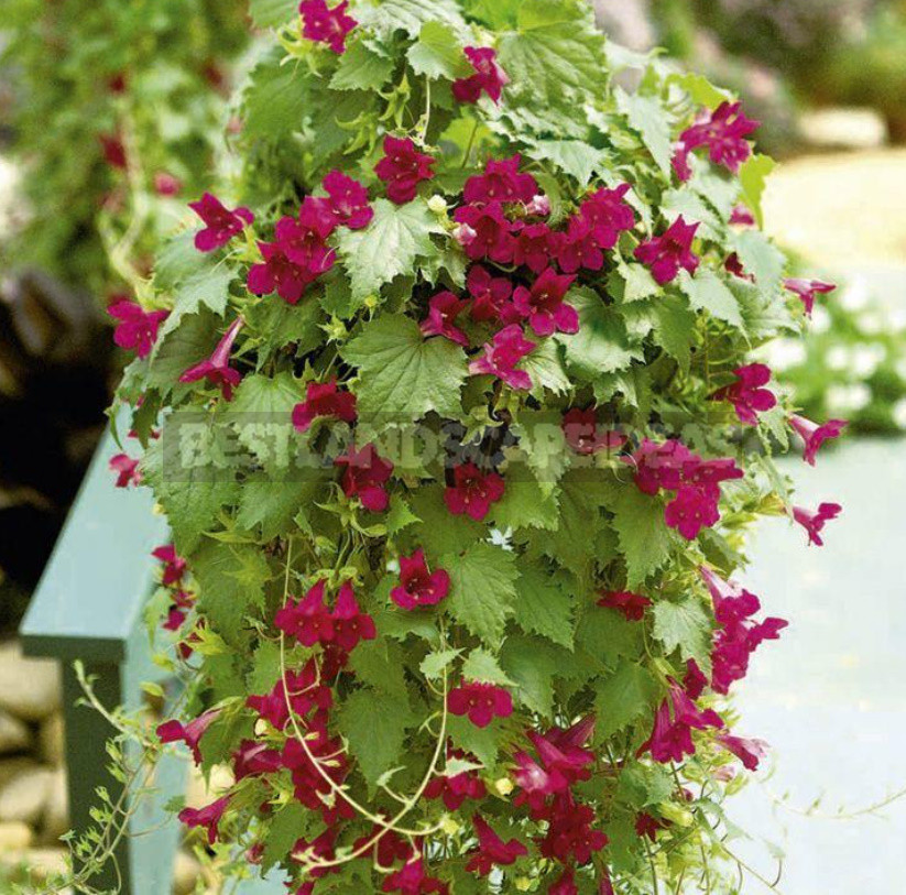 How to Create Spectacular Verticals in the Garden: 4 Exotic Vines for a Fence or Gazebo