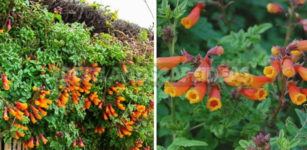 How to Create Spectacular Verticals in the Garden: 4 Exotic Vines for a Fence or Gazebo