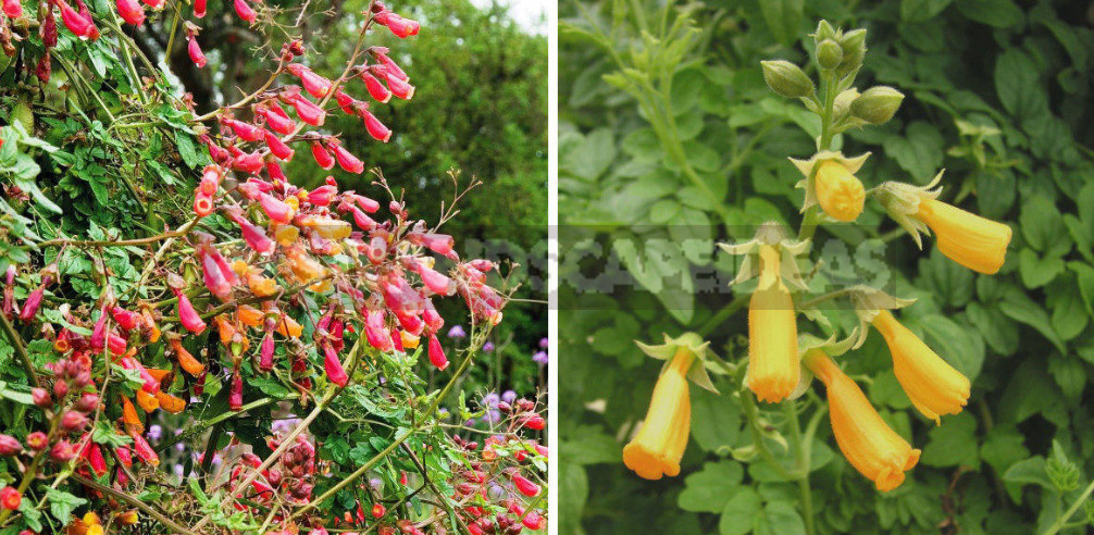 How to Create Spectacular Verticals in the Garden: 4 Exotic Vines for a Fence or Gazebo