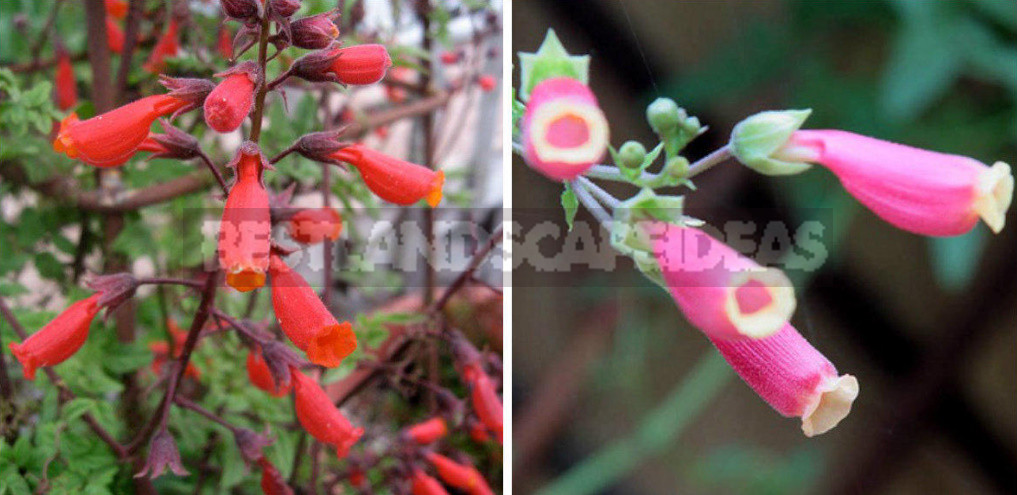 How to Create Spectacular Verticals in the Garden: 4 Exotic Vines for a Fence or Gazebo