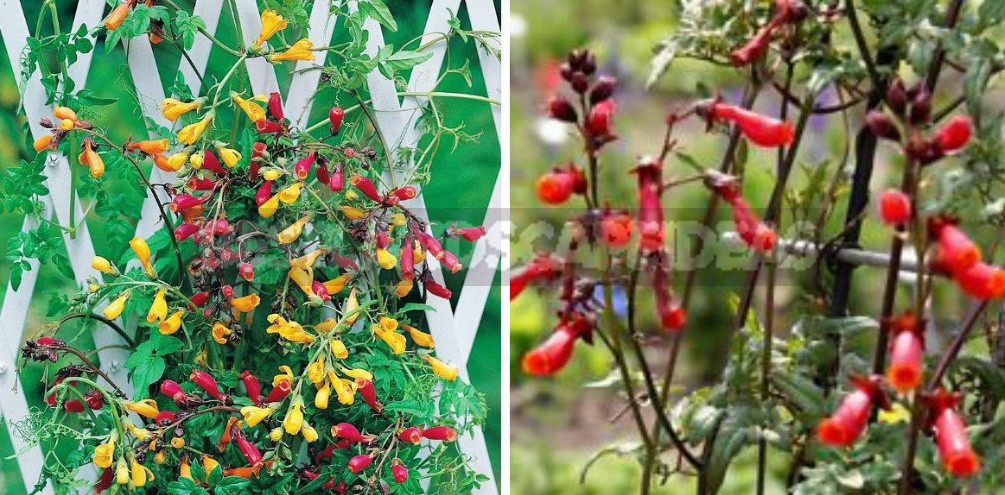 How to Create Spectacular Verticals in the Garden: 4 Exotic Vines for a Fence or Gazebo