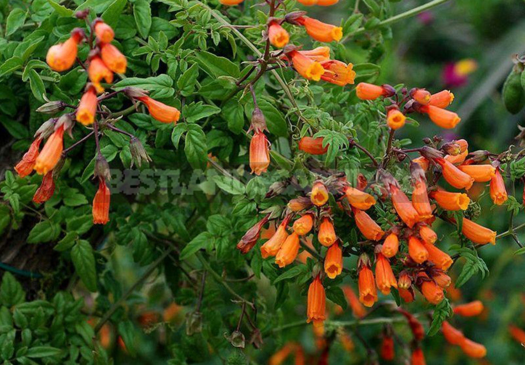 How to Create Spectacular Verticals in the Garden: 4 Exotic Vines for a Fence or Gazebo