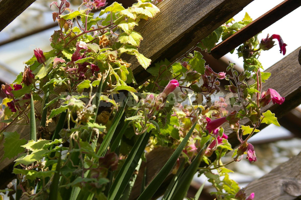 How to Create Spectacular Verticals in the Garden: 4 Exotic Vines for a Fence or Gazebo