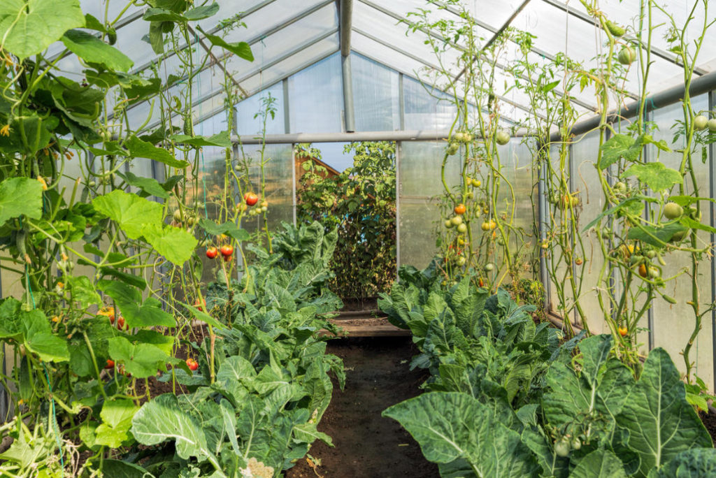 How to Get Rid of Whitefly in the Greenhouse. Proven Way.