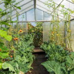 How to Get Rid of Whitefly in the Greenhouse. Proven Way.