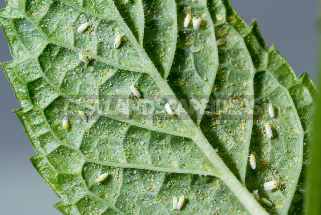 How to Get Rid of Whitefly in the Greenhouse. Proven Way.