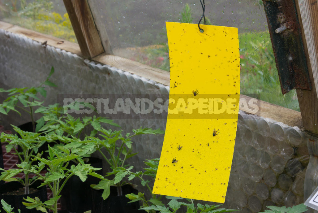 How to Get Rid of Whitefly in the Greenhouse. Proven Way.