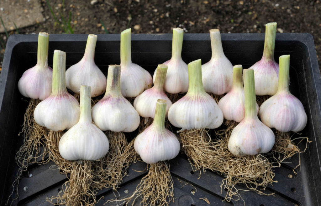 How to Get a Great Harvest of Large Garlic: My Experience in Growing