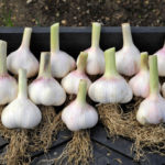 How to Get a Great Harvest of Large Garlic: My Experience in Growing