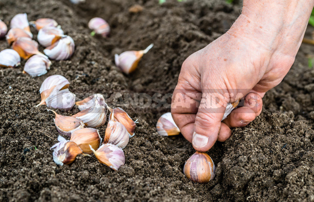 How to Get a Great Harvest of Large Garlic: My Experience in Growing