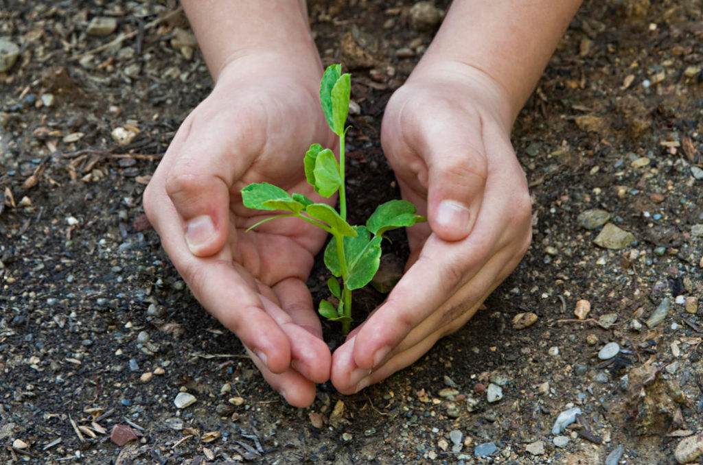 How to Grow Champions?