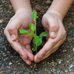 How to Grow Champions?