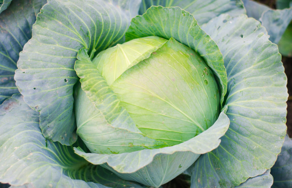 How to Grow Large Heads. The Secret Techniques of Care for Cabbage. (Part 1)