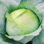 How to Grow Large Heads. The Secret Techniques of Care for Cabbage. (Part 2)