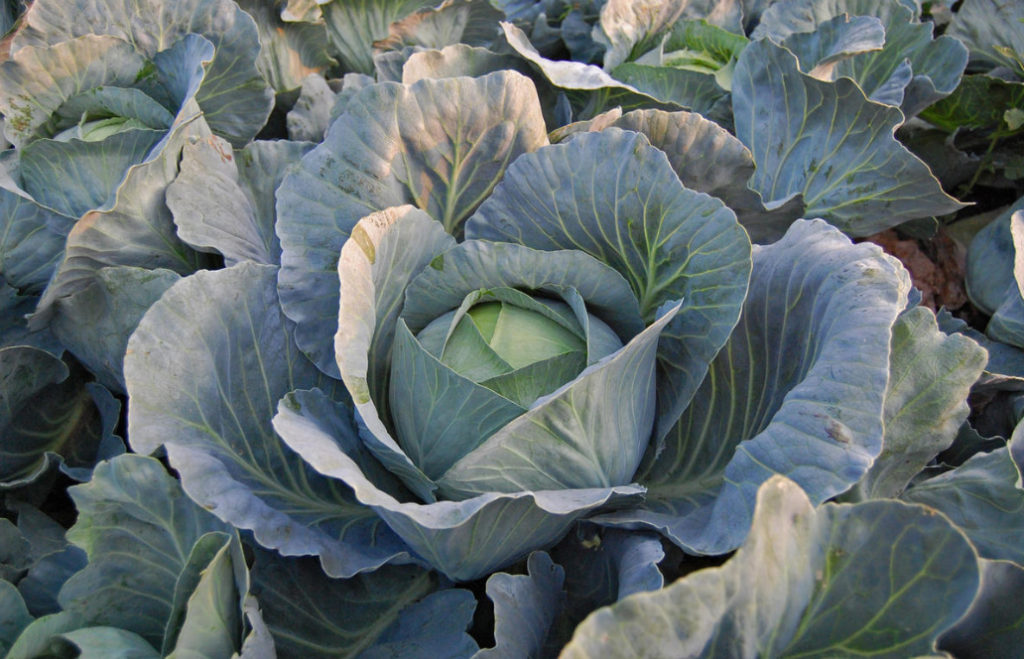 How To Grow Large Heads The Secret Techniques Of Care For Cabbage How To Grow Large Heads The Secret Techniques Of Care For Cabbage