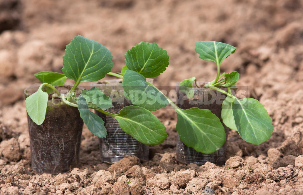 How to Grow Large Heads. The Secret Techniques of Care for Cabbage. (Part 1)