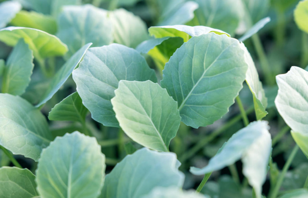 How To Grow Large Heads The Secret Techniques Of Care For Cabbage How To Grow Large Heads The Secret Techniques Of Care For Cabbage