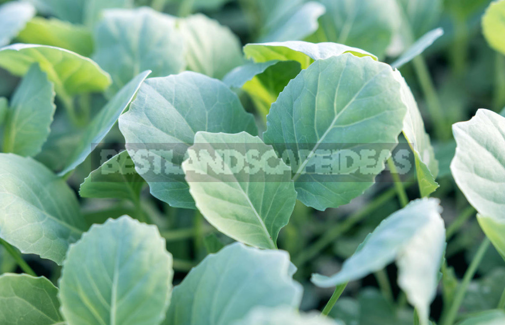 How to Grow Large Heads. The Secret Techniques of Care for Cabbage. (Part 1)