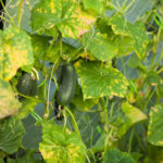 How to Save Cucumbers from August Stress