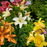 Planting Lilies in the Garden: Where, How, When And What to Plant