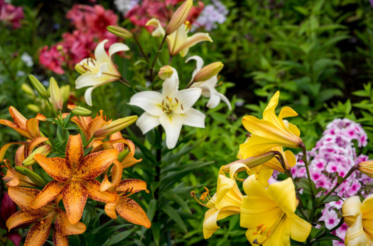 Planting Lilies in the Garden: Where, How, When And What to Plant ...