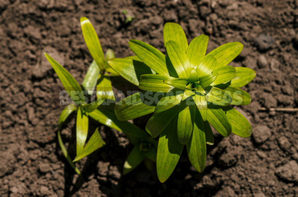 Planting Lilies in the Garden: Where, How, When And What to Plant