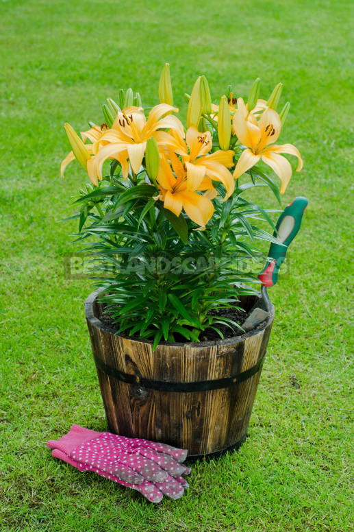 Planting Lilies in the Garden: Where, How, When And What to Plant